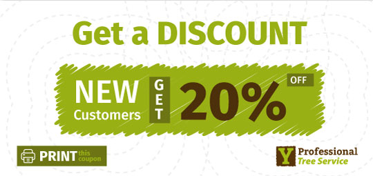 Tree Services and Outstanding Results for your trees