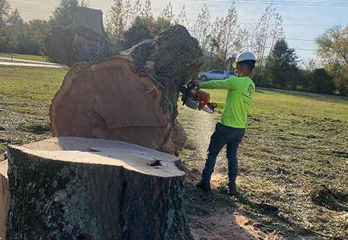 Get Great Tree Removal Deals