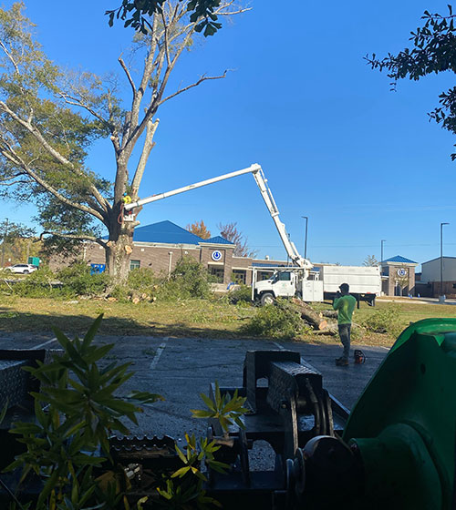 Outstanding Tree Removal Service