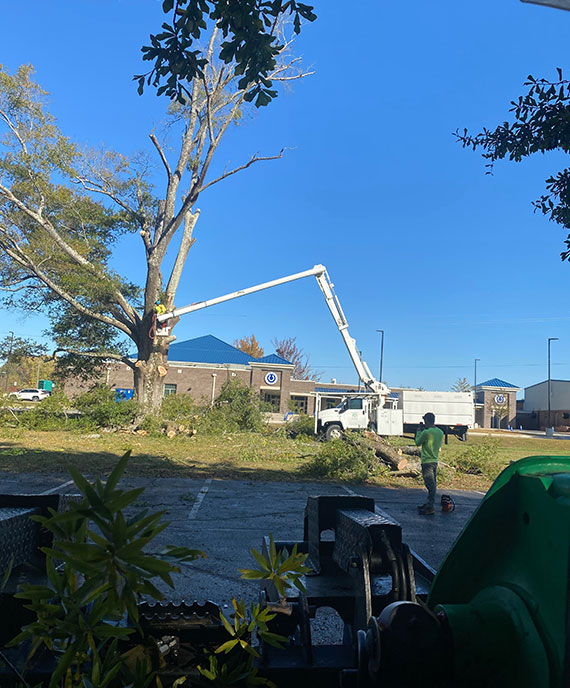 Tree Removal In Guntersville, Alabama