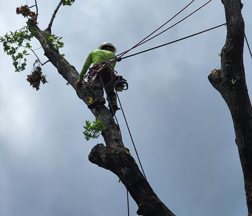 Tree Trimming Service in Guntersville, Alabama