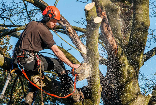 Tree Trimming Service in Madison City