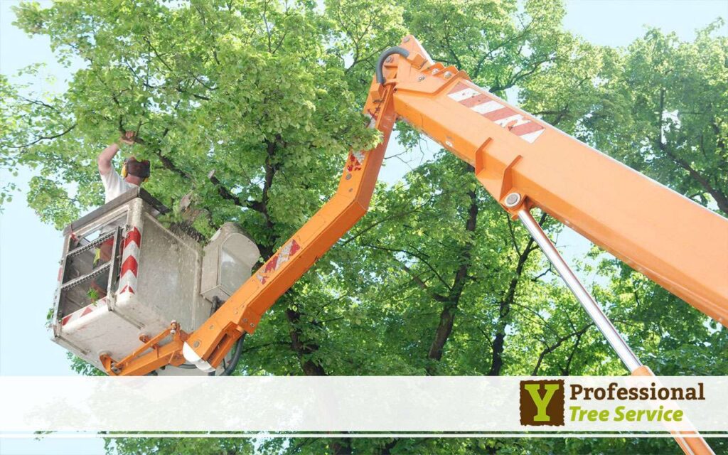 Benefits of Tree Trimming Top 6 Benefits