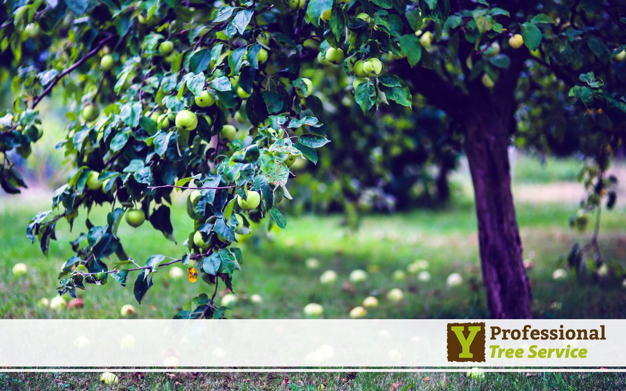 Pruning and Training Fruit Trees