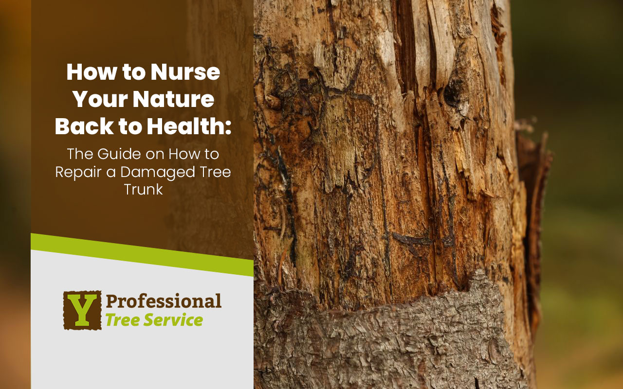 How to Repair a Damaged Tree Trunk