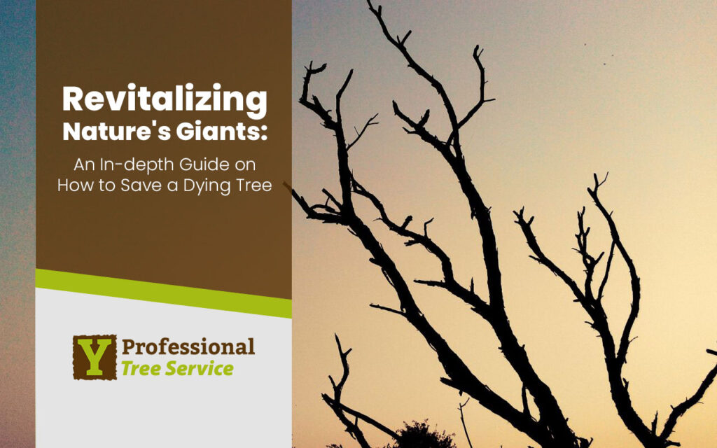 How to Save a Dying Tree An Expert Guide