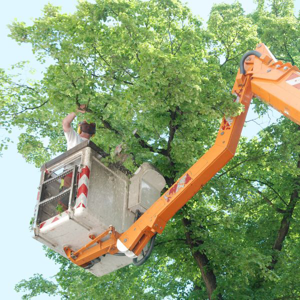 Tree Topping Services
