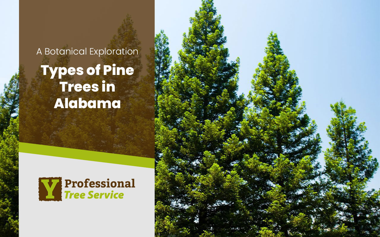 types of pine trees in alabama
