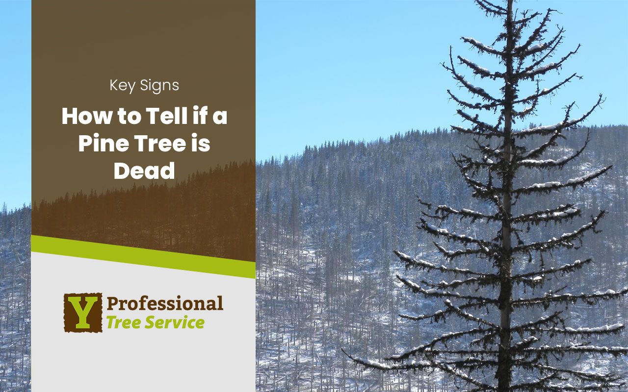 how to tell if a pine tree is dead