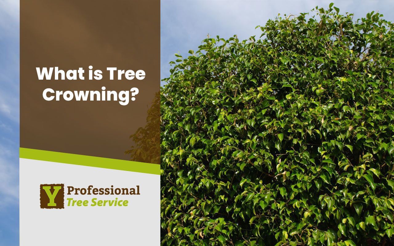 Benefits of Tree Crowning for Garden Health.
