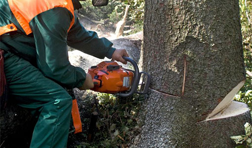 professional-tree-removal-services