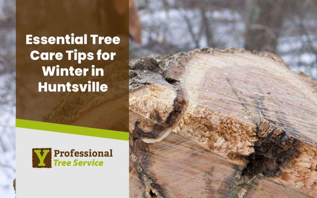 Tree Care for Winter: Essential Tips to Protect Your Trees