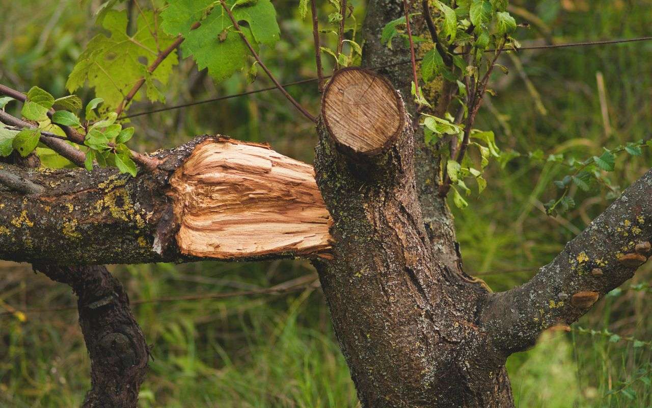 Arborist removing broken branches from a tree after a storm, with proper tools for safe tree repair.