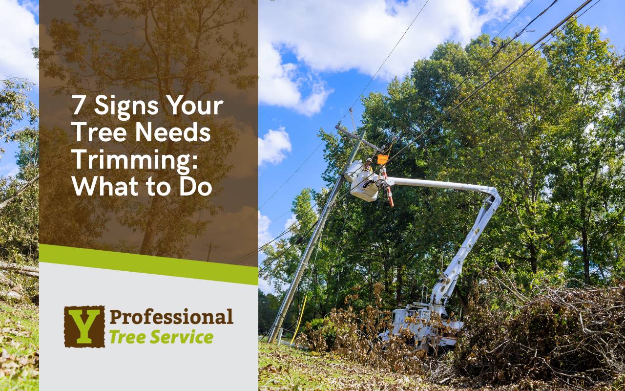 Signs Your Tree Needs Trimming with branches touching power lines