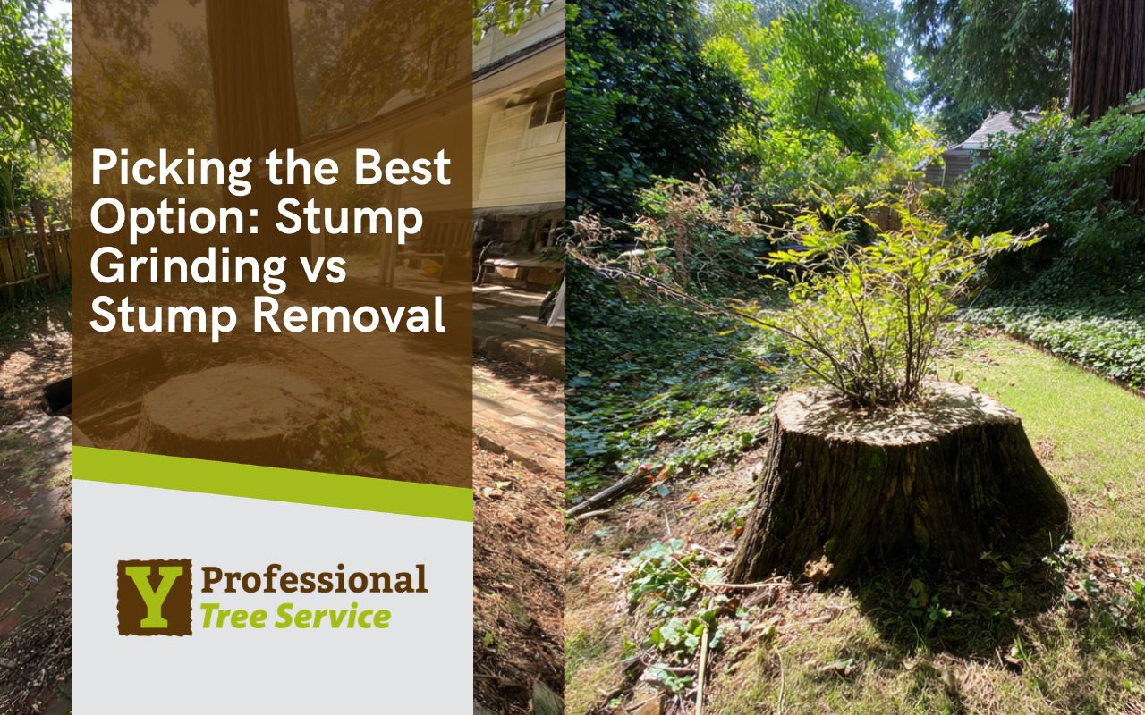 Stump grinding vs stump removal comparison showing yard impact and cleanup area