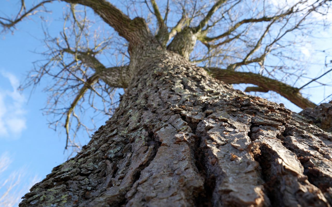 weak limbs and root flare issues on an Alabama tree in spring