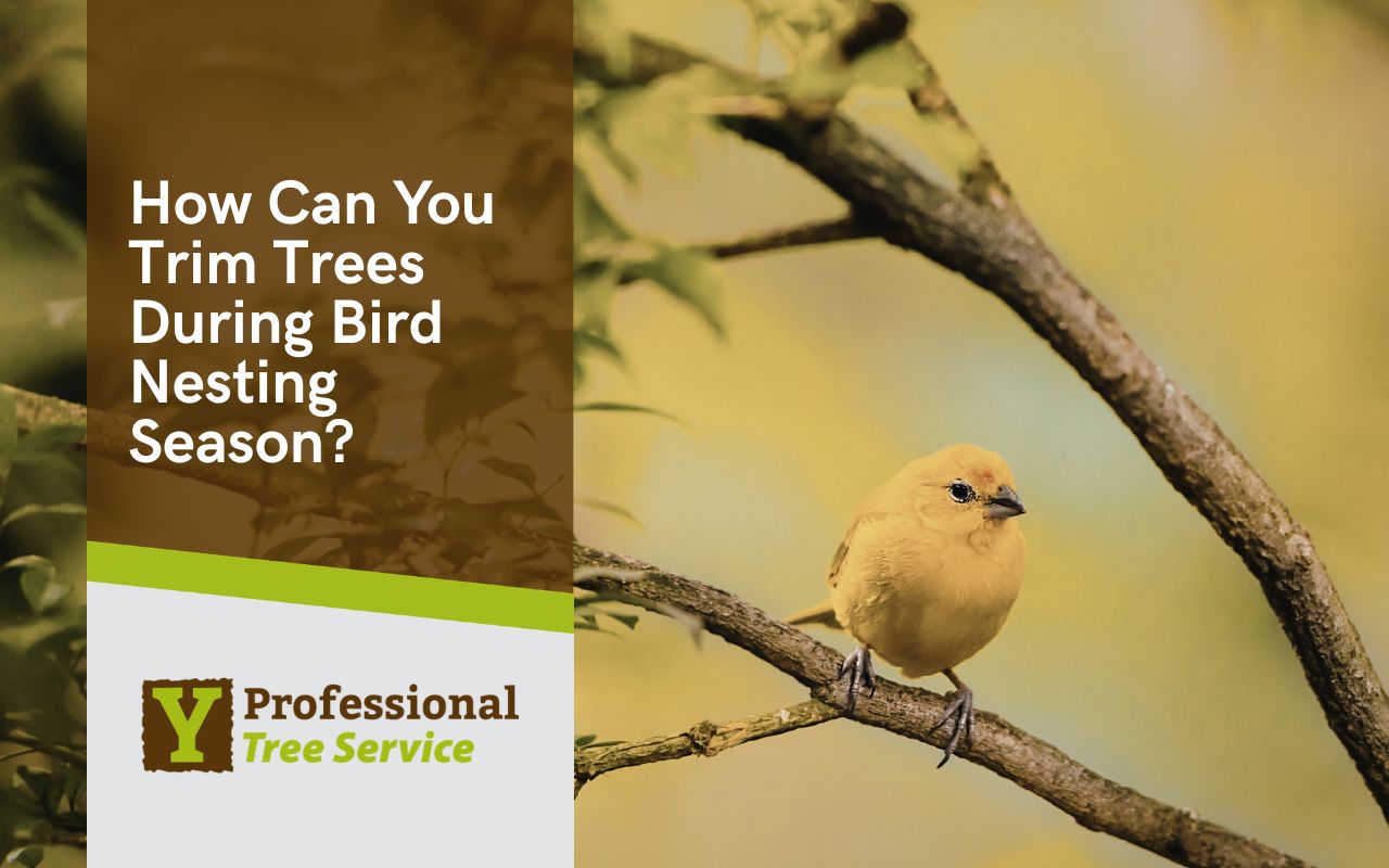 Safe tree care while nesting birds are active