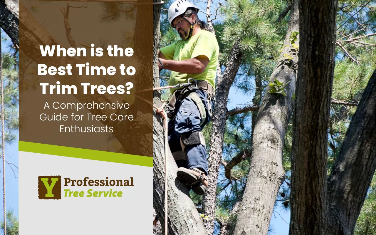 Trimming trees is essential to maintaining a healthy and aesthetically pleasing landscape