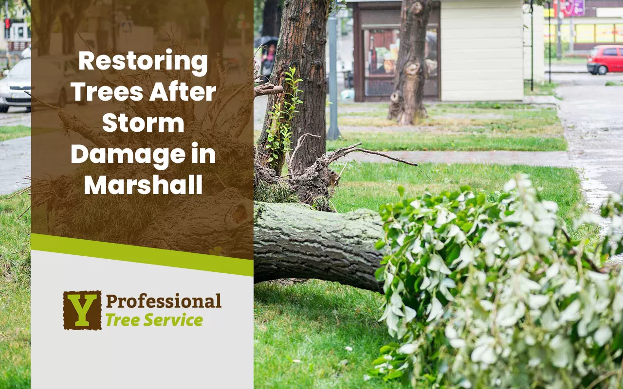 Tree recovery after storm damage in Marshall County, showing a professional arborist inspecting storm-damaged trees.