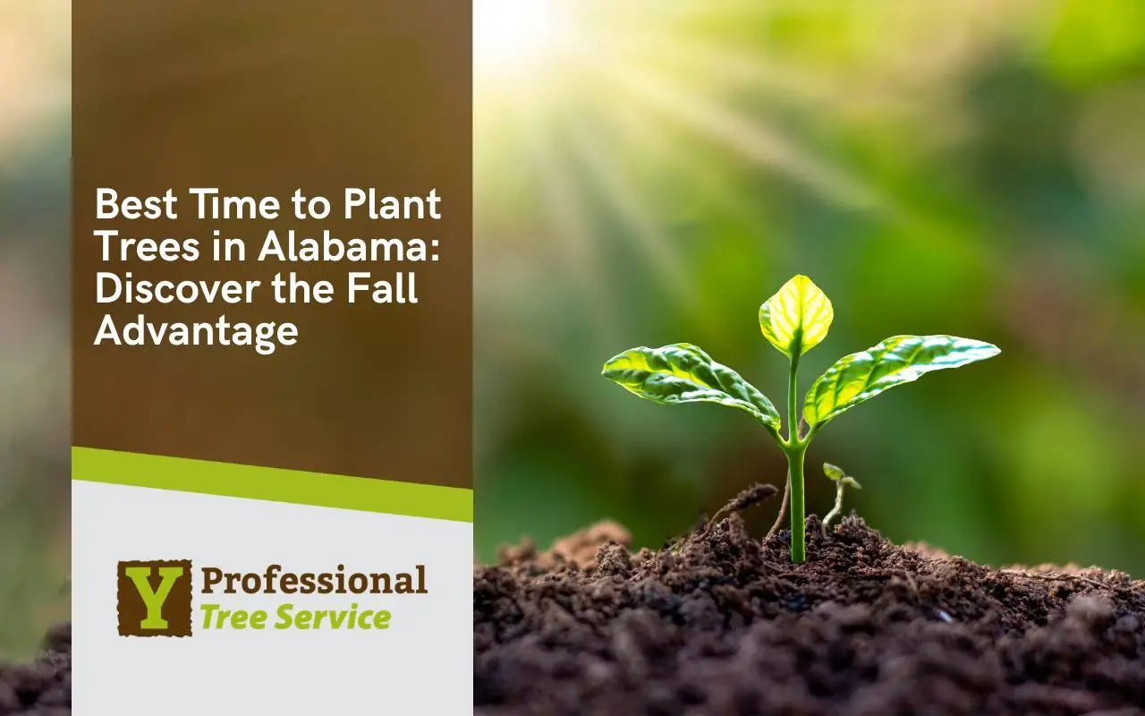 Autumn tree planting in Alabama with young saplings and vibrant fall foliage.