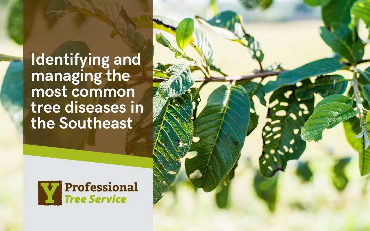 Symptoms of Common Tree Diseases in Alabama
