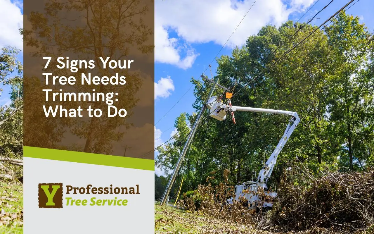 Signs Your Tree Needs Trimming with branches touching power lines