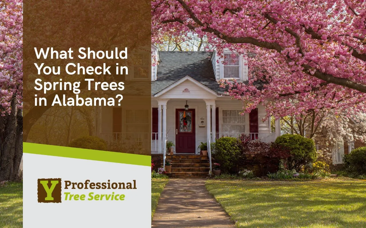 spring tree inspection checklist in Alabama for a front yard tree