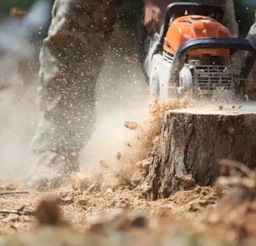tree-removal-03-26
