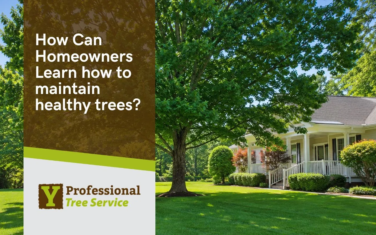 Healthy shade tree in an Alabama yard during summer